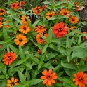 Zinnia x 'Profusion Fire'